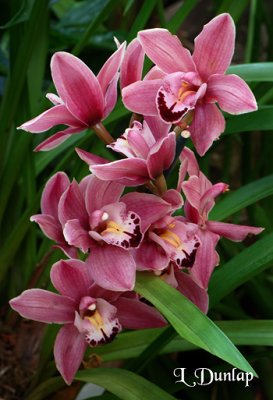 Orchids 5 - Cymbidium