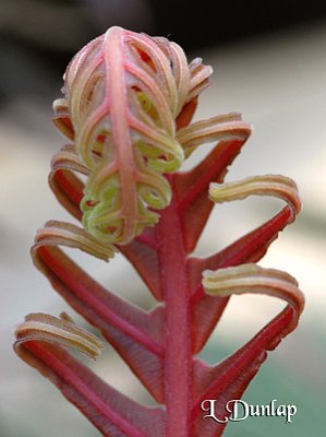 New Fern Unfolding