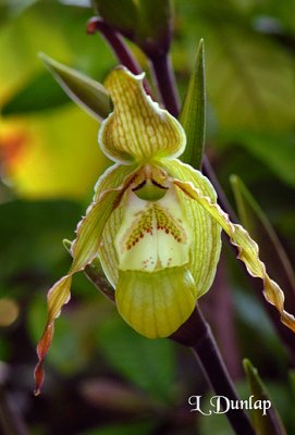 Orchid 7 - Paphiopedilum