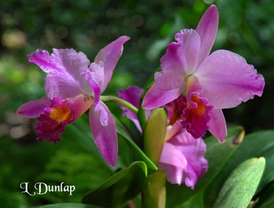 Orchids 8