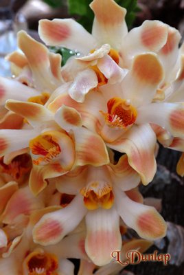 Orchids 9