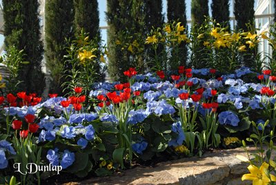 Hydrangeas And Tulips