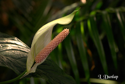 Peace Lily