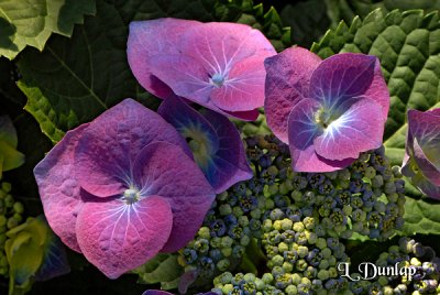 Hydrangea Detail