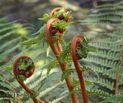 New Ferns Unfolding 2