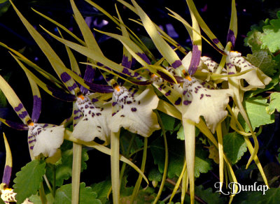 Orchids 10 -  Brassia