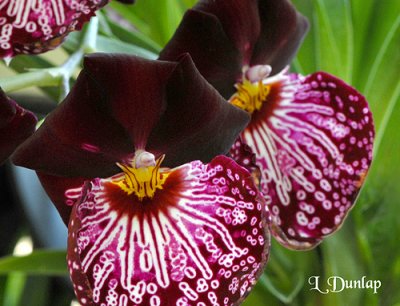Orchids 11 -  Miltoniopsis