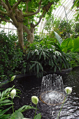 Conservatory, Tropical Room Fountain