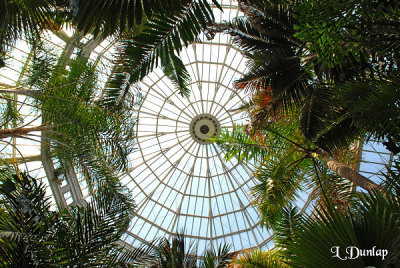 Looking Up, Underneath Conservatory Dome