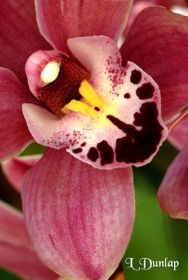 Orchid Detail 16 -  Cymbidium