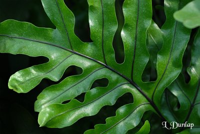 Fern Leaf Detail