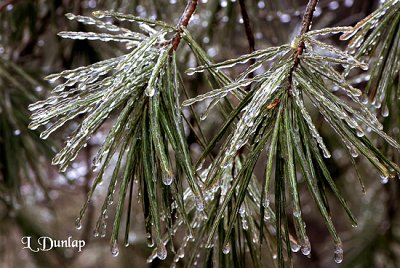 Pine Ice