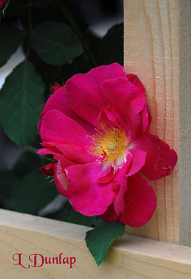 Missinne Nursery Rose