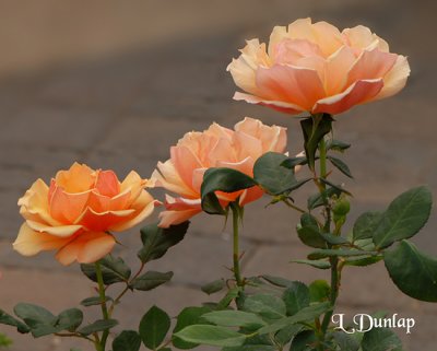 Three Peach Roses