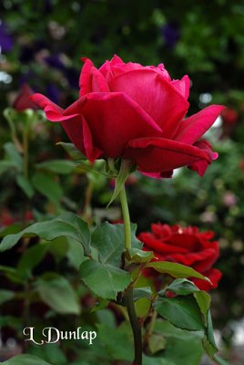 Two Red Roses