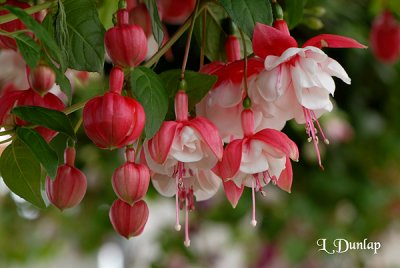 Fuchsia, Red And White 2