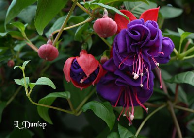 Fuchsia, Red And Purple