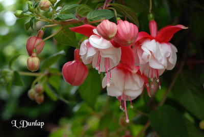 Fuchsia, Red And White 3