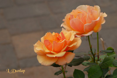 Two Peach Roses, Space Left