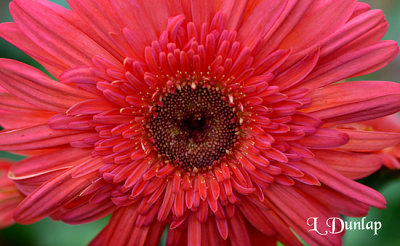 Pink Gerbera Daisy Center