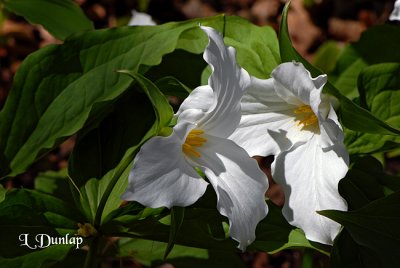 203 - Large-Flowered Trilliums