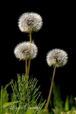 209 - Dandelion Fluffs, With Horsetail