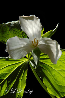 Large-Flowered Trillium 3