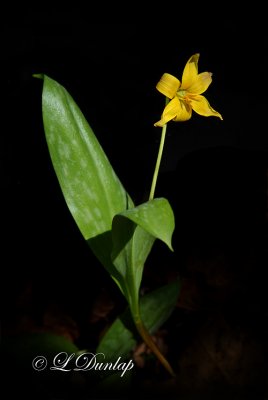 Trout Lily; Dogtooth Violet