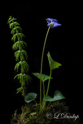 Violet And Horsetail 2