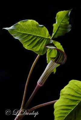 212 - Jack-In-The-Pulpit Vertical