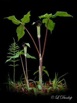 212.1 - Jack-In-The-Pulpit, In Field With Black Background