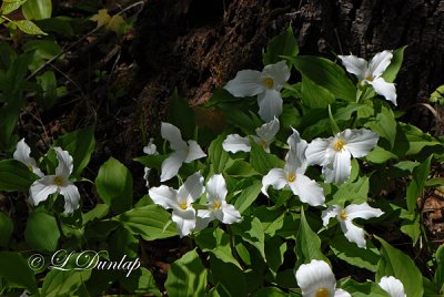 204 - Large-Flowered Trilliums And Stump