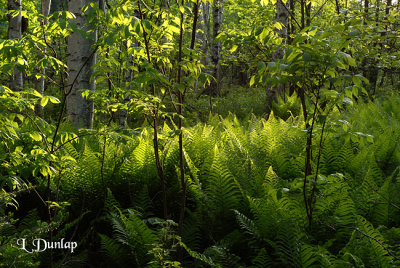 208.2 - Brightly Lit Spring Ferns, Birches