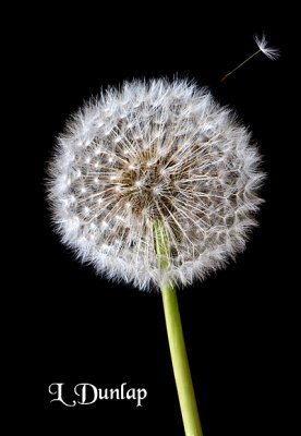 Dandelion Fluff With Escaping Seed