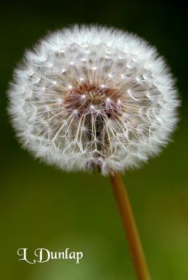 Dandelion Fluff On Green