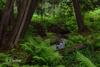 Woodsy Creekside Ferns