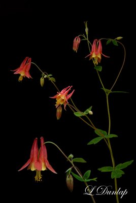 214 - Wild Columbine