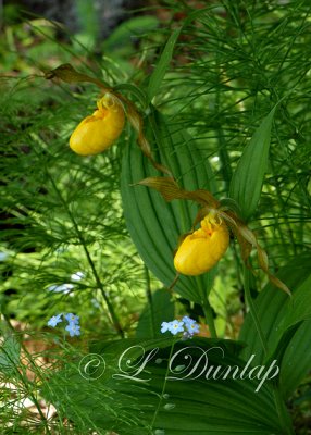 216 - Yellow Lady Slipper And Horsetail Two