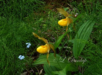 217 - Yellow Lady Slipper And Horsetail Four