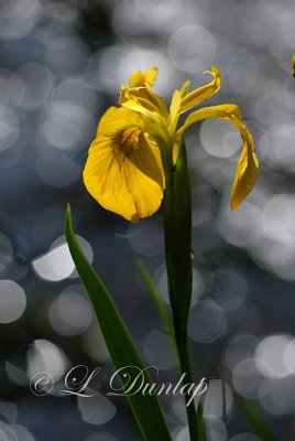 Wild Yellow Flag Iris 1