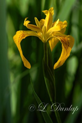 Wild Yellow Flag Iris 2