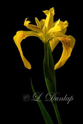 218 - Wild Yellow Flag Iris Three