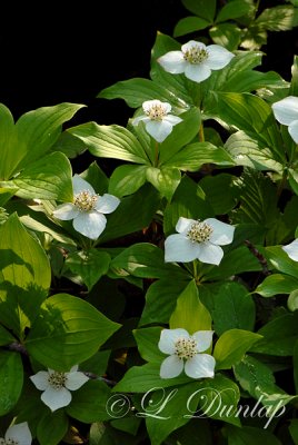 223.2 - Bunchberry (Canadian Dogwood) 2