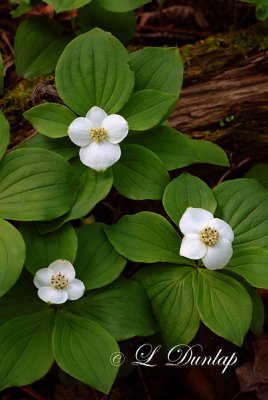 223 - Bunchberry (Canadian Dogwood) Three