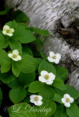 223.3 - Bunchberry (Canadian Dogwood) 4