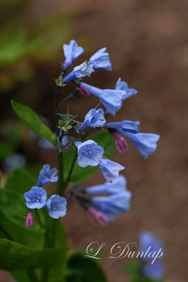 229 - Virginia Bluebells