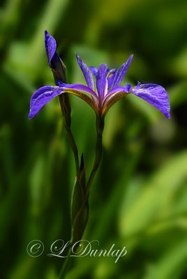 230 - Blue Flag Iris 1