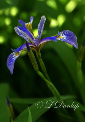 Blue Flag Iris 2