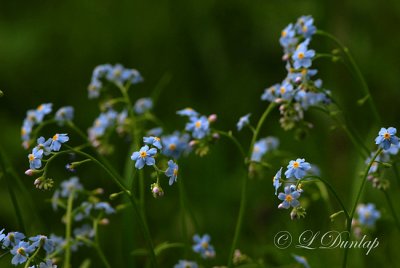 232.1 - Forget-me-not 5