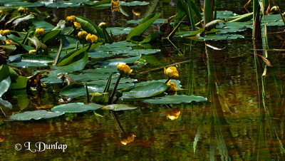 207 - Yellow Pond Lily; Bullhead Lily